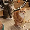 ginger_striped