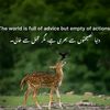 mashwani356