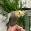 birds2589