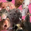 6rats.and.me