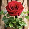 user3311706167657