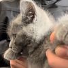 cats_021