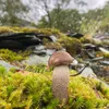 theincrediblewilderness