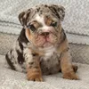loui_sez1731