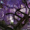 eternalsugarbringer111