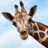 thomasthegiraffe1