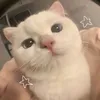 kira15195