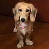 jivedoxie