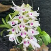 www.tiktok.comdongmia