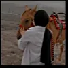 meysara5