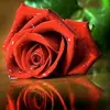 user8555019911723