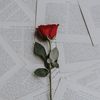 not_your_muskan1