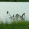 biroris19gmail.com