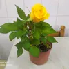 grazia_mariaa