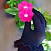 .nour.al.sham