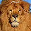 darghamyoussef