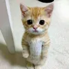 lilice._.games