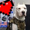 theroscodogo