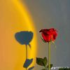 rosekenz2