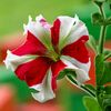 petunia_pandemica