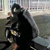 mazjunn1