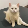 allcatallbeautipul