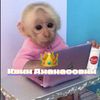 monkey_top_0