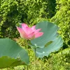 huynh.thu.89