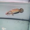 chana23112011