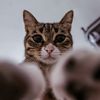 cute_petking