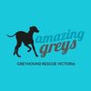 amazinggreysrescue