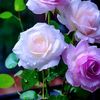 aliawad.129