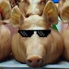 pigkiller830
