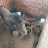 nguyn.hong.minh595
