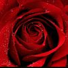 frigid_rose