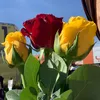 gulixanm18