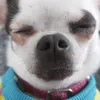 my.dogs.core
