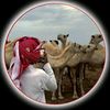 𓅓 عـــــقيــد آدهہـــ٧١١ـمـ