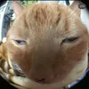 dtcat23