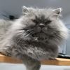 fluffyandthegang