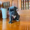 น้องชาบู