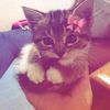 pookie_thoon