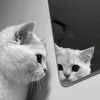 xynbl4aa_63