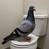 sigeonpexgamer67