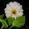 celiapea1