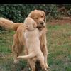 goldenretriever_kenya