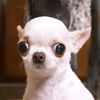 sirpooper_