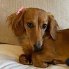 Gigi the Mini Weenie