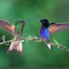 grillitocolibri