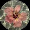 danad044